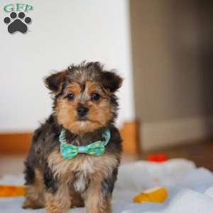 Dallas, Yorkie Poo Puppy